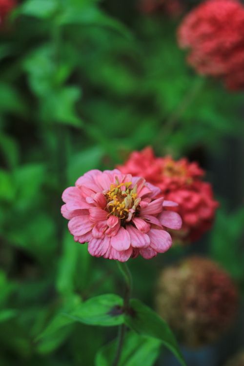 Free stock photo of flower, nature, pink Stock Photo