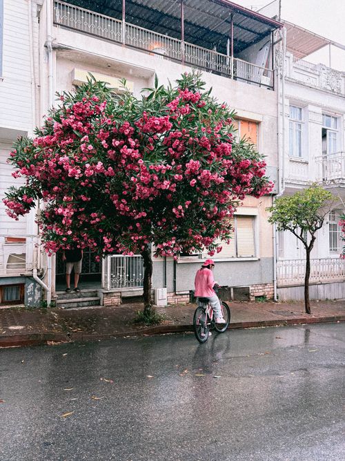Free A person rides a bicycle under a vibrant pink flowering tree on a residential street after rain. Stock Photo