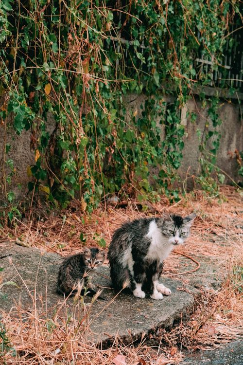 Free Street cats, mother and kitten, sitting in overgrown urban area with foliage. Stock Photo