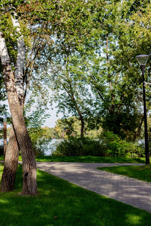 Free A serene park pathway surrounded by lush trees and grass under clear skies. Stock Photo