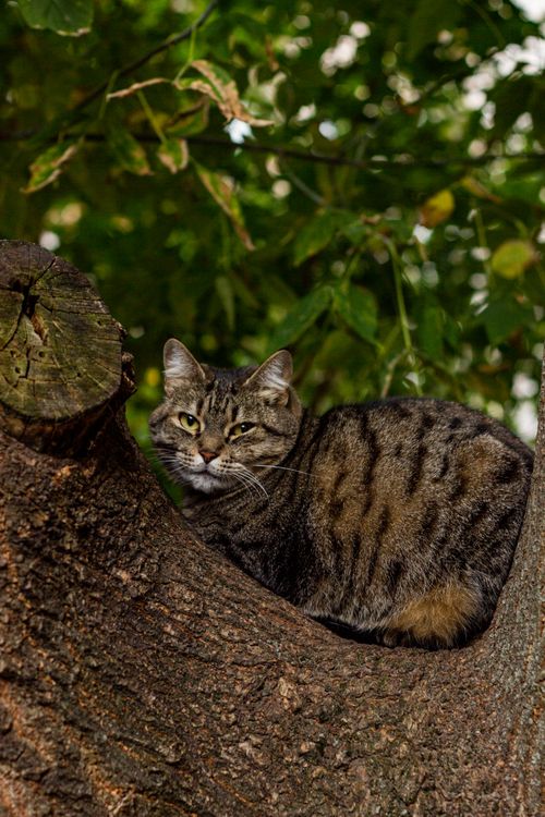 Free A tabby cat comfortably perched in a tree, surrounded by lush greenery. Stock Photo