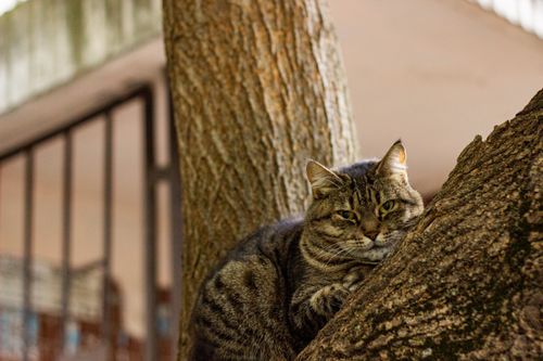 Free A calm tabby cat rests on a tree, showcasing a serene outdoor setting. Perfect for nature lovers. Stock Photo