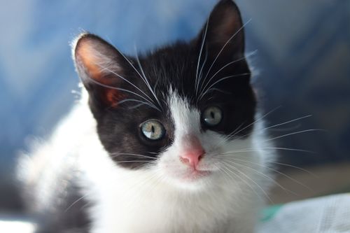 Free Close-up of a cute black and white kitten with bright eyes, looking curious. Stock Photo