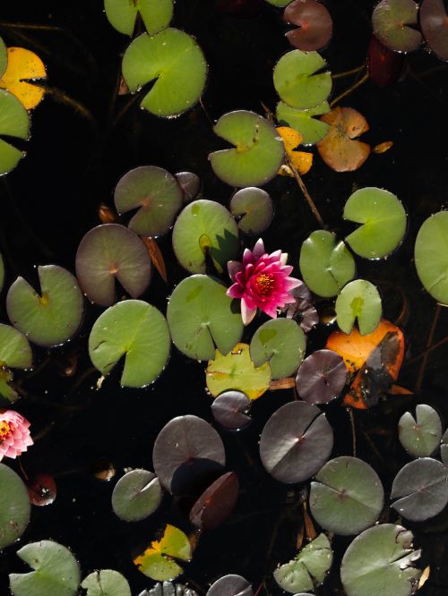 Free A top-down view of lily pads with vibrant pink water lilies on a dark pond surface. Stock Photo