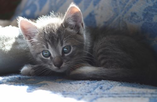 Free Charming gray kitten with bright eyes lying on a blue patterned blanket, basking in sunlight. Stock Photo