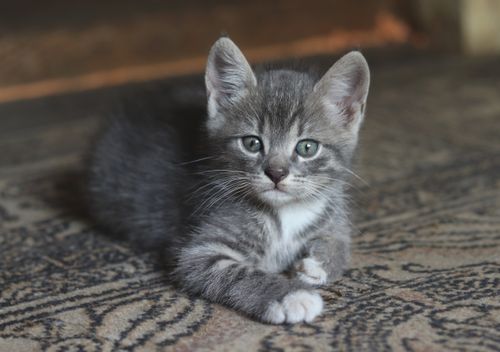 Free Charming gray kitten with light eyes resting on a patterned carpet indoors. Stock Photo