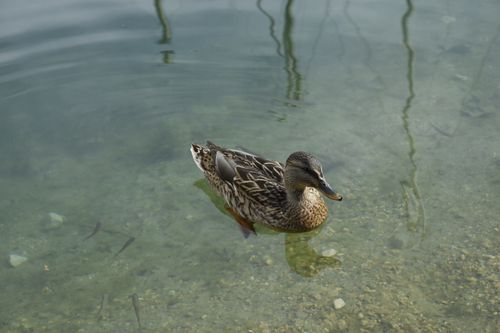 Free A female mallard duck gracefully floating on clear water with visible fish beneath. Stock Photo