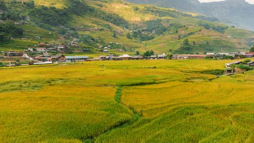 Free Explore the lush rice terraces in Northern Vietnam with vibrant green and golden hues under a clear sky. Stock Photo