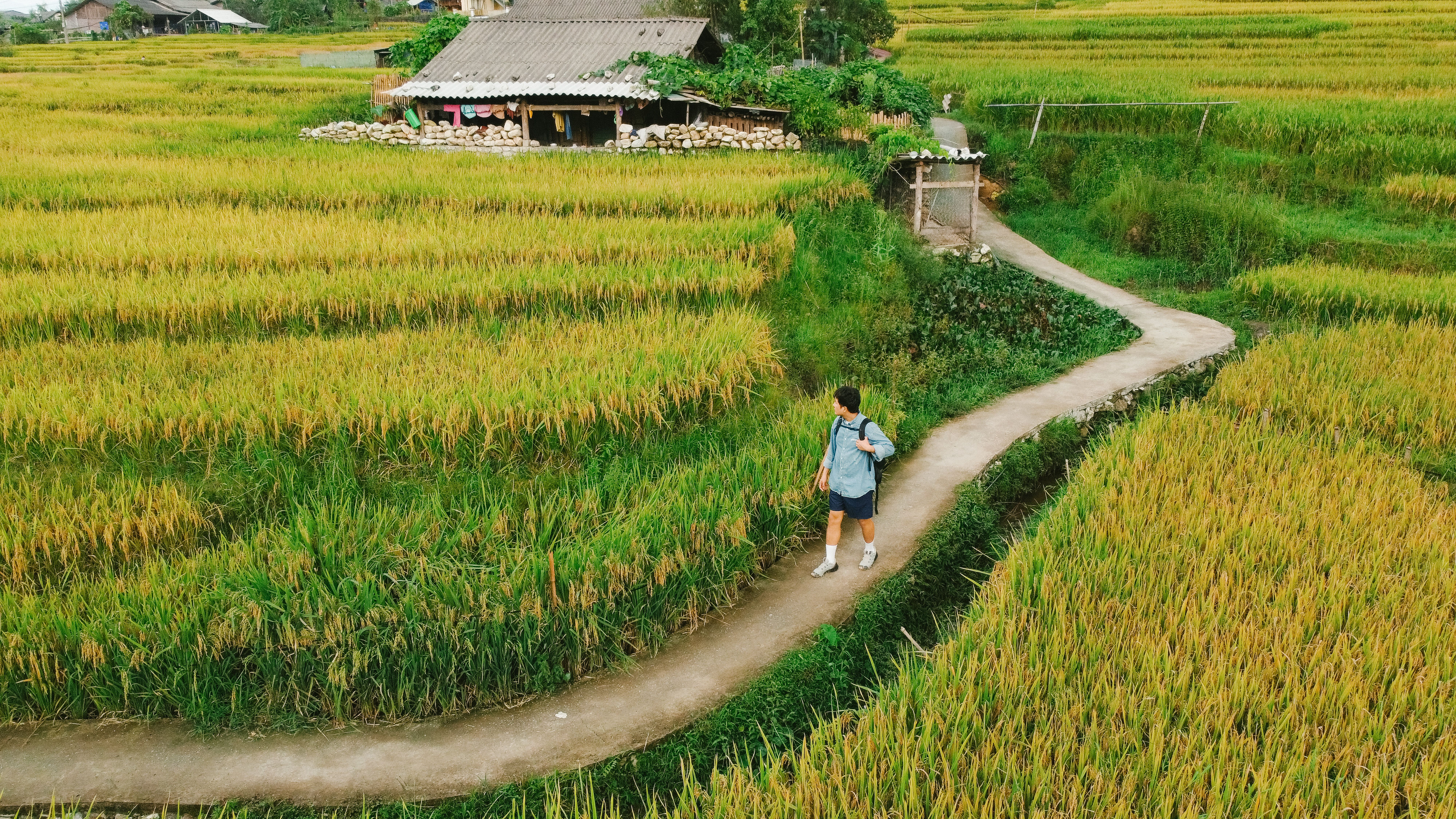 Aerial view of a traveler walking through lush rice terraces in Vietnam, showcasing rural beauty.