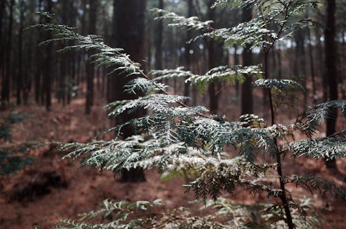 Kostnadsfri bild av inuti skogen, solsken