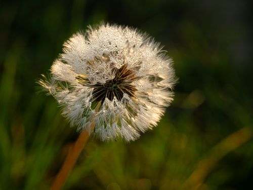 Free Close-up of a dandelion with dew drops at sunrise, capturing nature's delicate beauty. Stock Photo