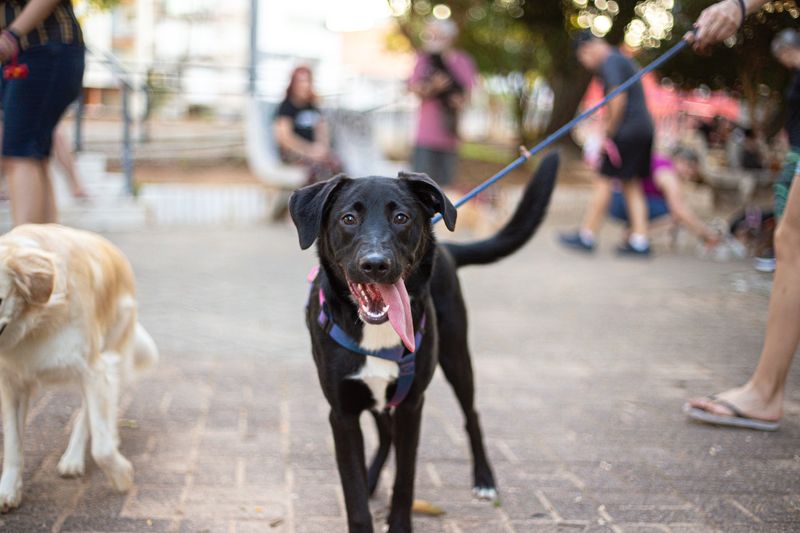 leash_harness