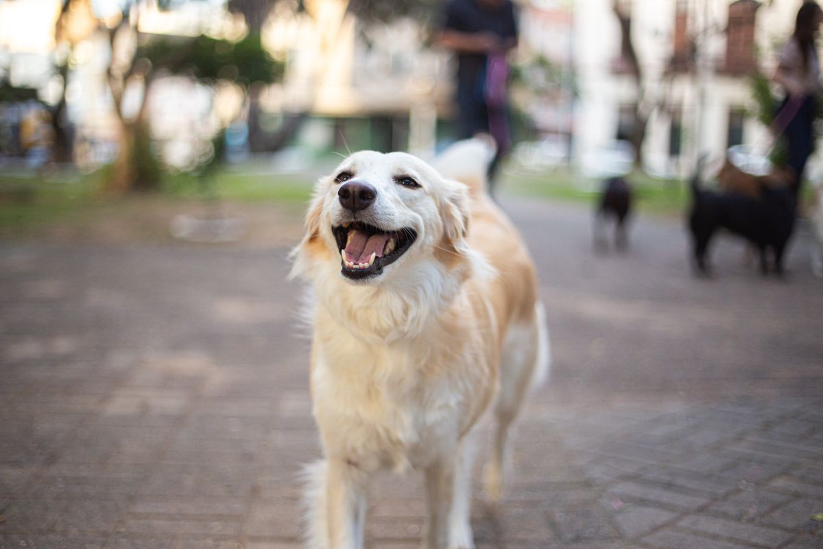 A happy golden retriever walks in sunshine as part of a comfortable daily diaper routine.
