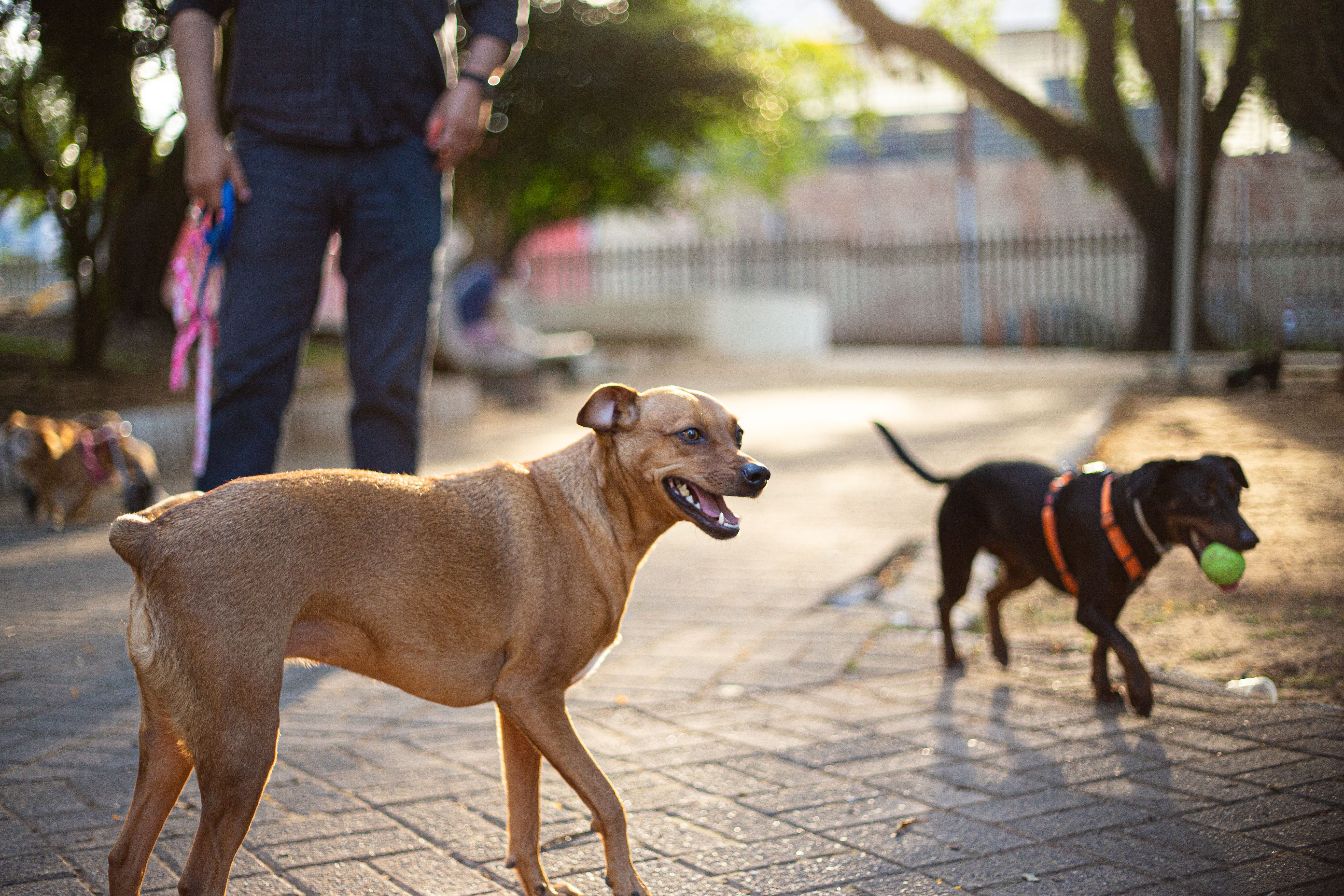 pet lifestyle pets lifestyle — Photo by Rô Acunha on Pexels