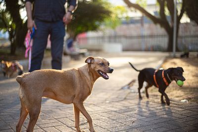 I Couldn't Figure Out How to Attach a Waist Leash Without a Plastic Clip — Here's the Fix