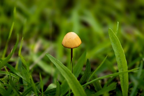 Free A solitary wild mushroom emerges from lush green grass outdoors. Stock Photo