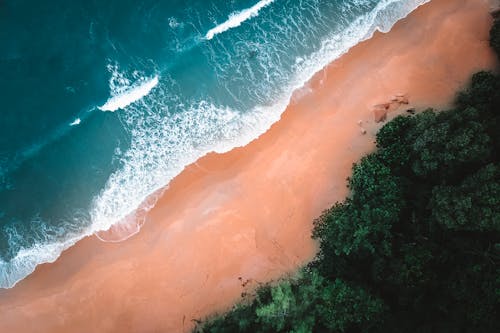 Aerial View of Green Trees Beside Body of Water