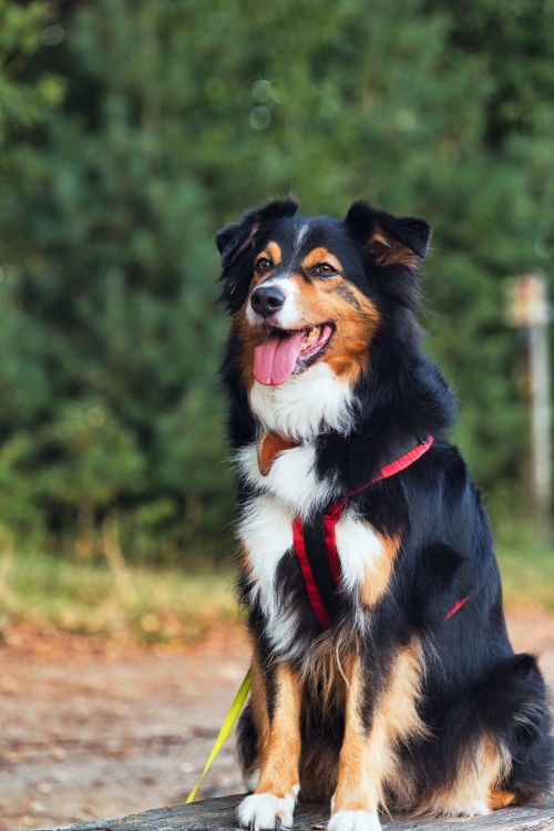 Free A joyful Australian Shepherd with a red harness sitting on a wooden bench outdoors. Stock Photo