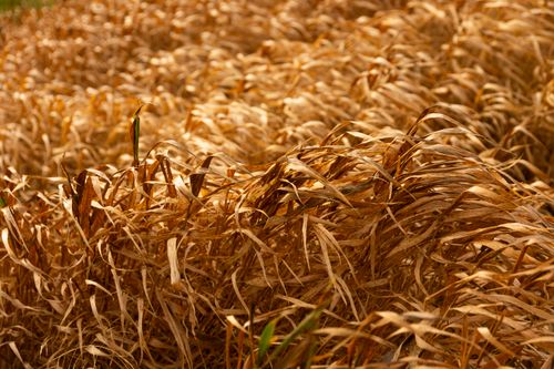 Free Close-up view of a golden wheat field waving in the warm sunlight. Stock Photo