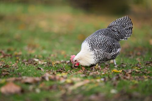 Free A barred Braekel chicken pecking through autumn leaves on a farm. Stock Photo