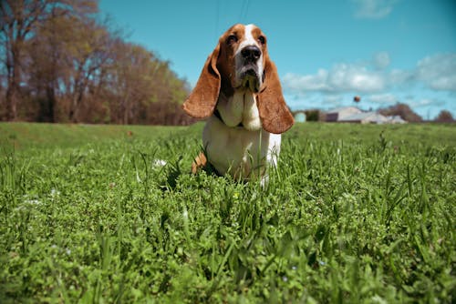 Free Brown and White Short Coated Dog on Green Grass Field Stock Photo