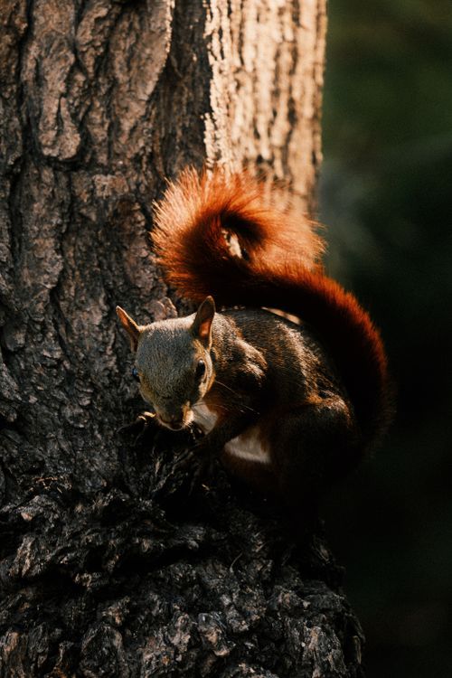 Free Close-up of a red squirrel perched on a tree with a bushy tail in sunlight. Stock Photo