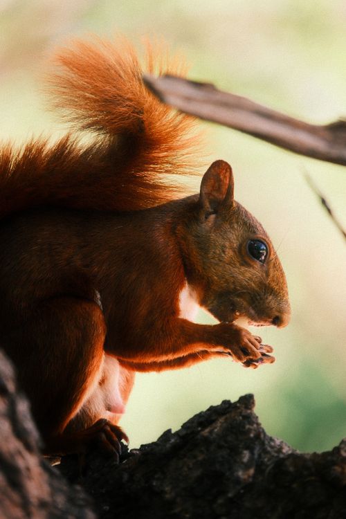 Free A vibrant red squirrel eating a nut on a tree branch outdoors. Stock Photo