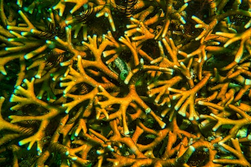 Free Underwater Coral Reef Stock Photo