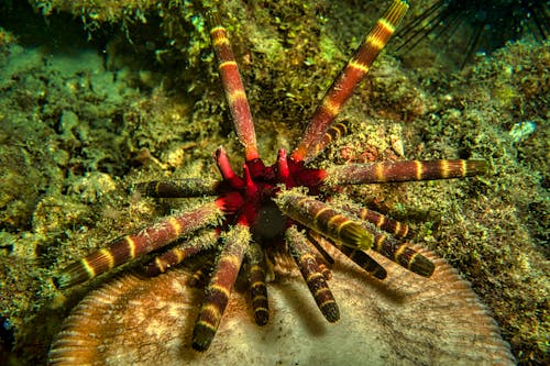 Foto profissional grátis de embaixo da água, espécie, fotografia subaquática