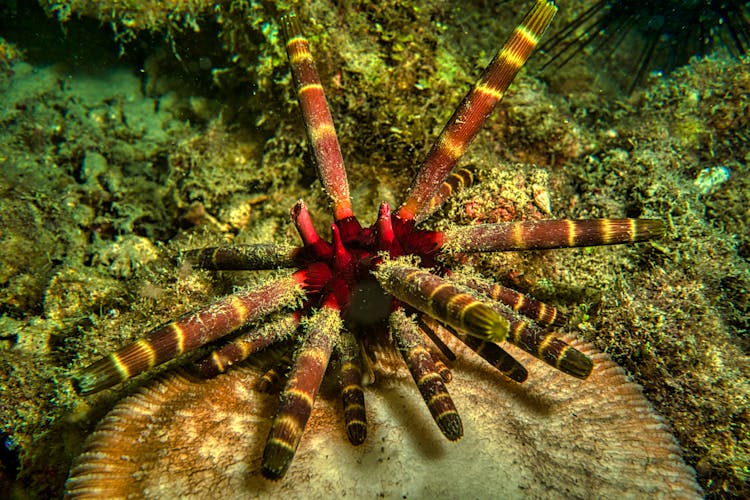 Sea Urchin In Close Up Photography