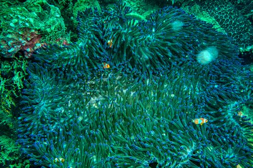 Free Colorful clownfish nestled in a sea anemone in the vibrant reefs of Jakarta, Indonesia. Stock Photo