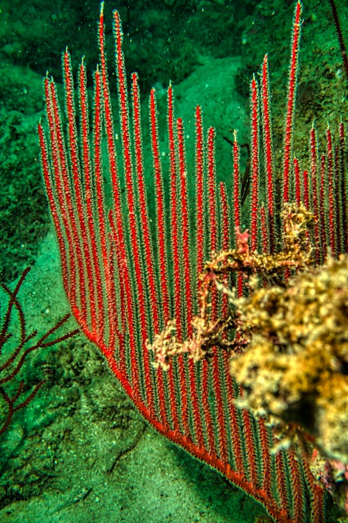 Free Foto profissional grátis de animais selvagens, chicote do mar, coral Stock Photo
