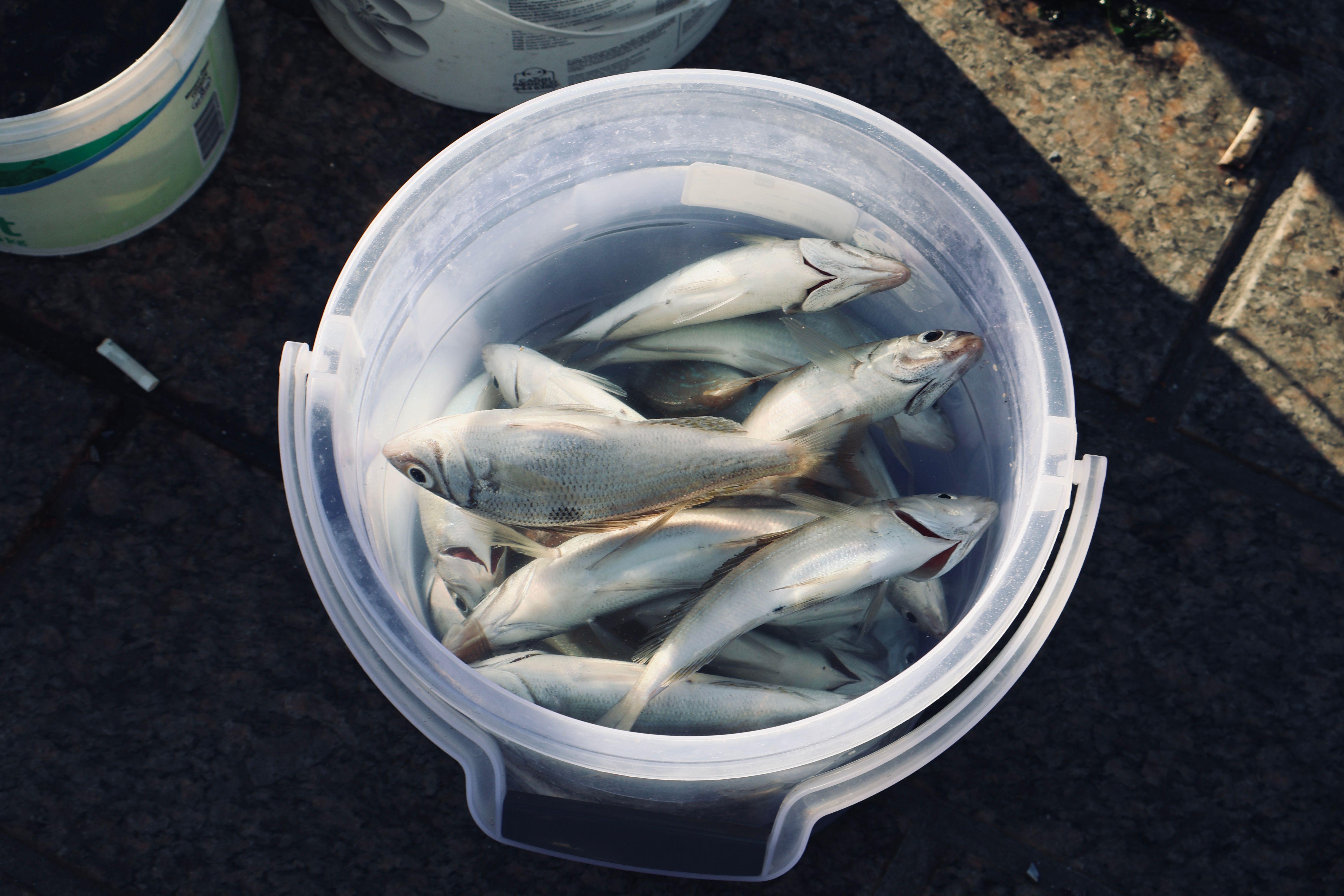A bucket filled with freshly caught fish on a stone pavement under sunlight.