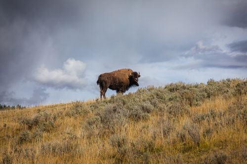 Free A solitary American bison stands on a hill under a dramatic stormy sky in Yellowstone National Park. Stock Photo