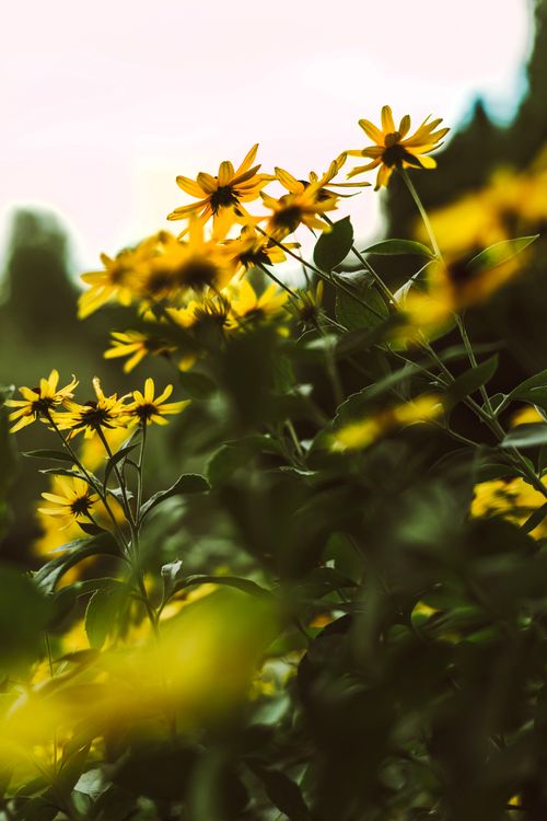 Free stock photo of black-eyed susan, bloom, bokeh Stock Photo