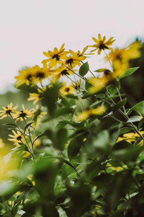 Free stock photo of black-eyed susan, bloom, bokeh Stock Photo