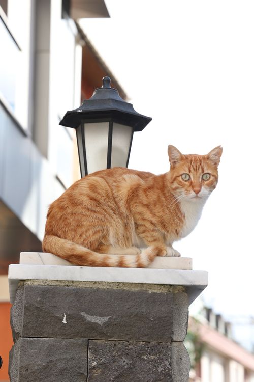 Free A ginger tabby cat sits atop a stone pillar beside a decorative lamp outdoors. Stock Photo