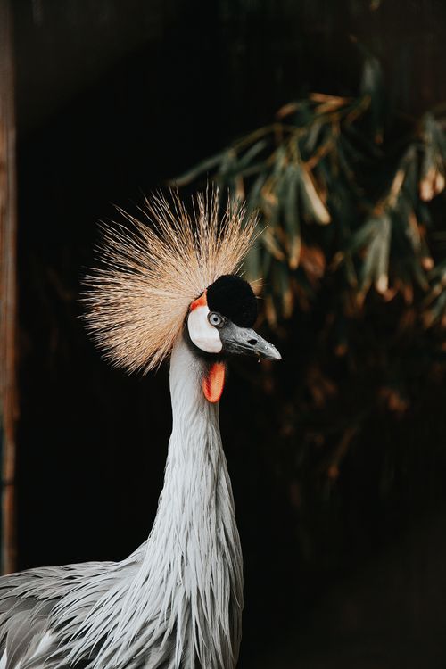 Free Stunning portrait of an African Grey Crowned Crane in its natural habitat, highlighting its majestic plumage. Stock Photo