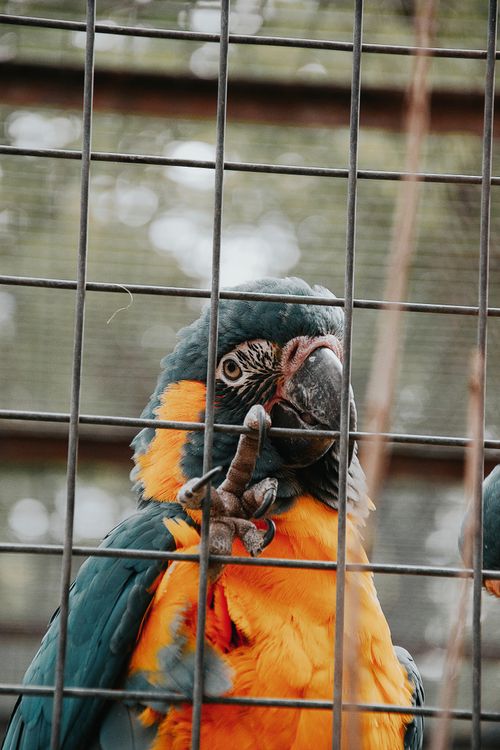 Free A colorful blue and gold macaw perched behind cage bars in a zoo setting in Hungary. Stock Photo