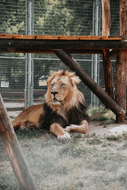 Free A majestic lion lounging in a naturalistic zoo habitat in Hungary, showcasing wildlife beauty. Stock Photo