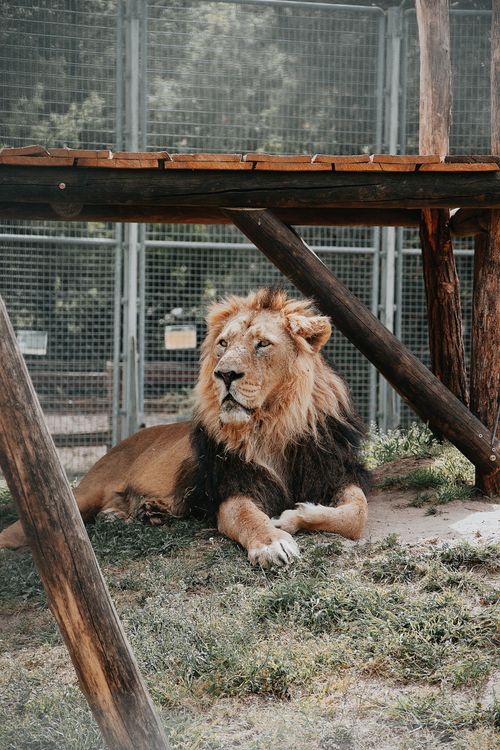 Free A majestic lion resting in an enclosure at a zoo in Hungary. Stock Photo