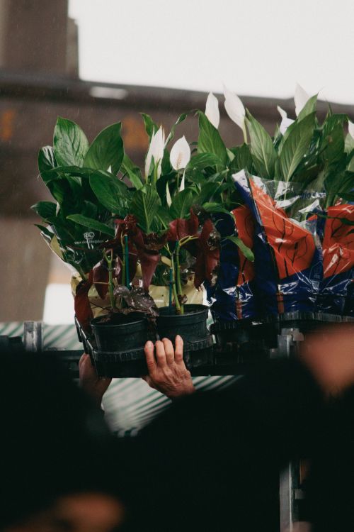 Free Vibrant green plants held by person in bustling urban market in Brazil during daytime. Stock Photo