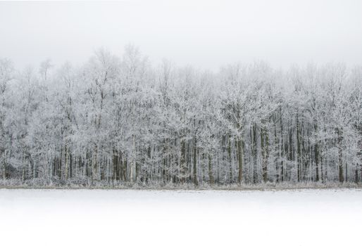 Serene winter landscape showcasing a frosty forest with snow-laden trees.