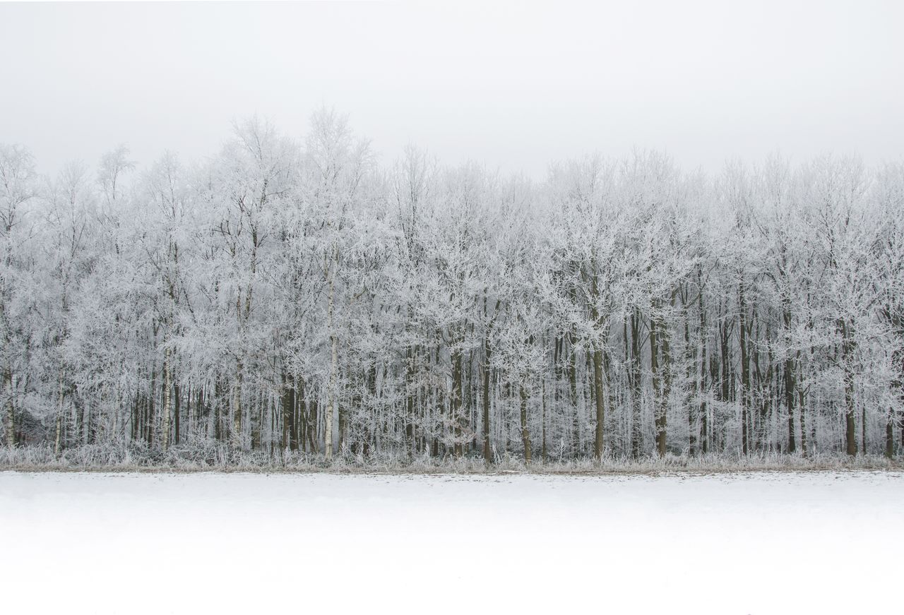 serene winter landscape showcasing a frosty forest with snow laden tre