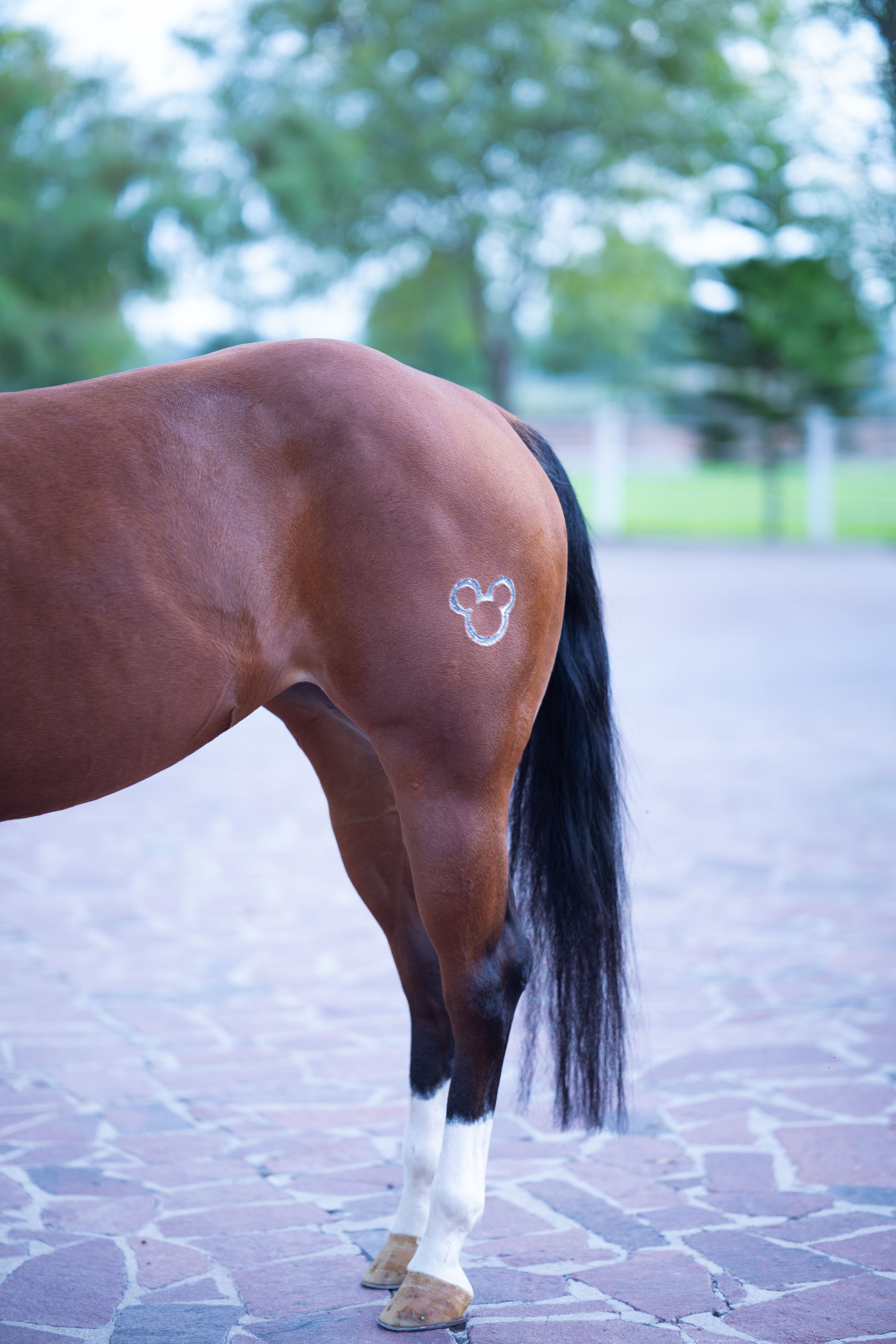 Horse with Unique Branding Mark Outdoors · Free Stock Photo