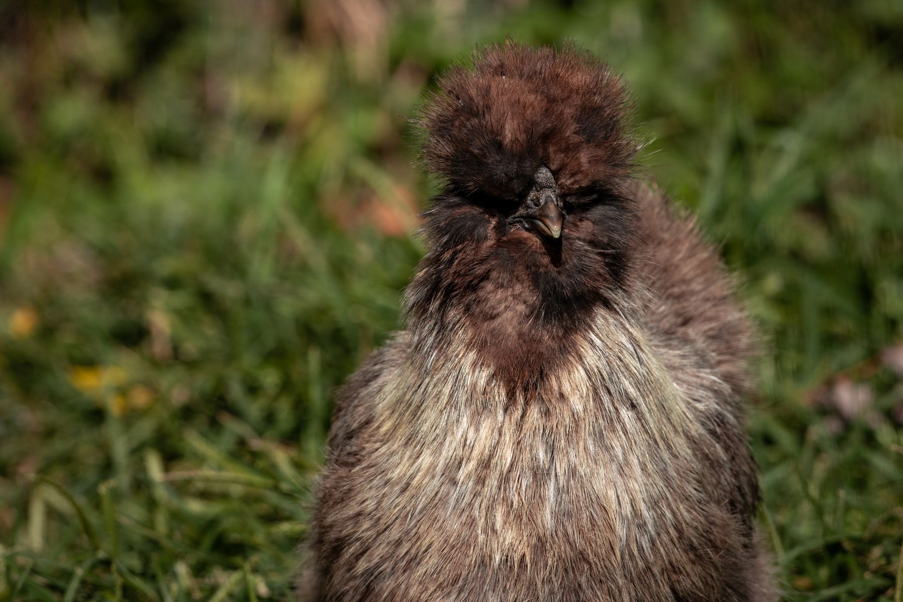 Poule Soie au plumage abondant observée dans un jardin