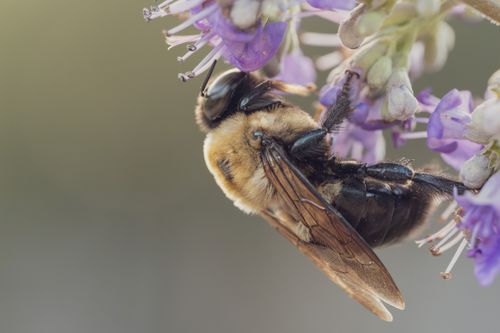 Free Macro shot of a carpenter bee pollinating a purple flower, highlighting nature's beauty. Stock Photo