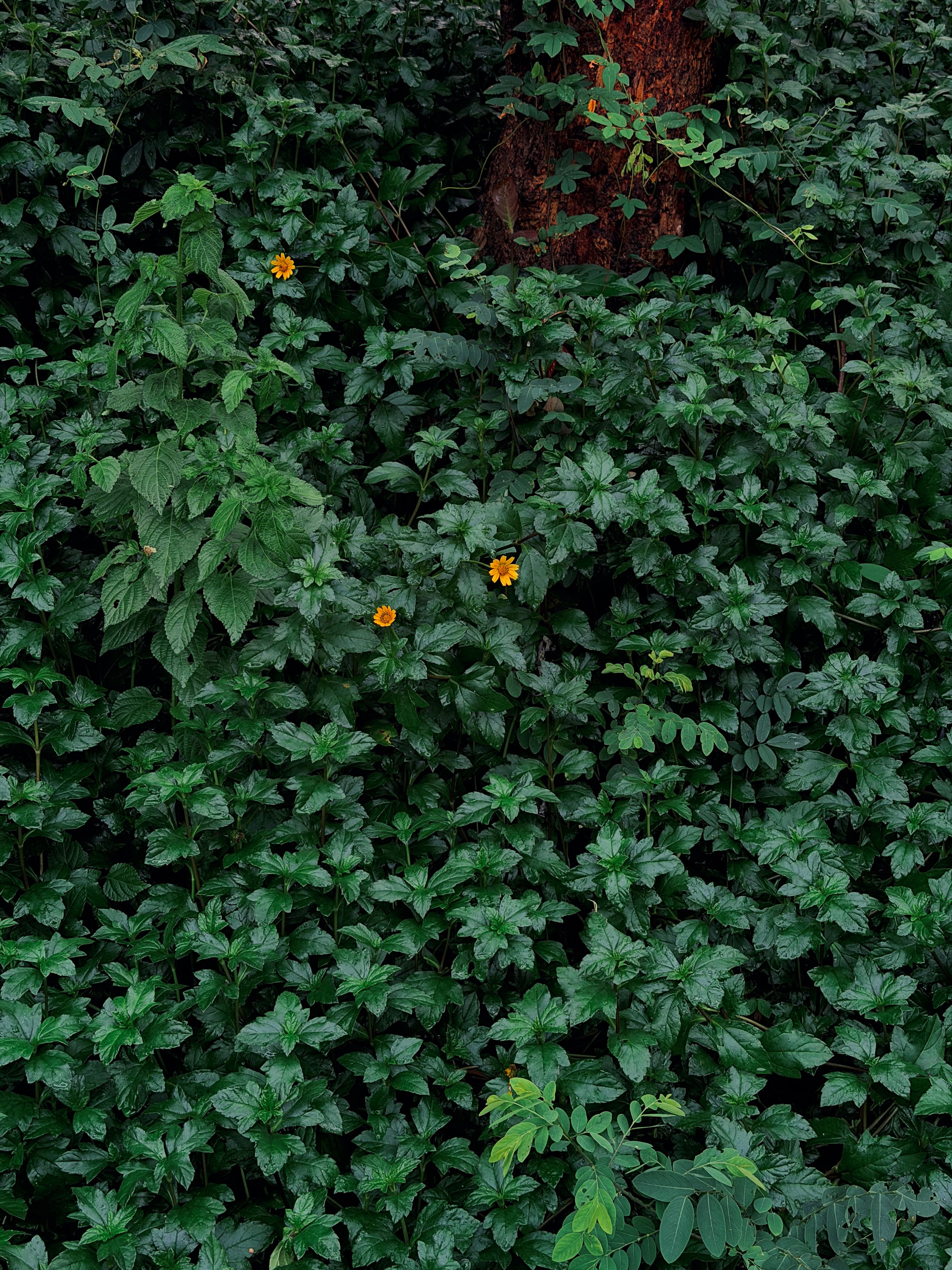 Fotomural Una densa vegetación con brillantes flores naranjas asomando entre las hojas crea una escena natural vibrante.