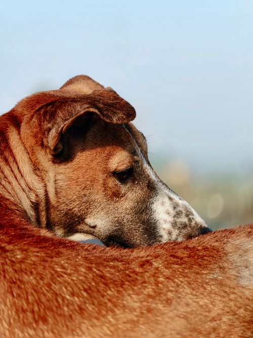 Free A serene close-up of a brown dog with a blurred natural background. Stock Photo