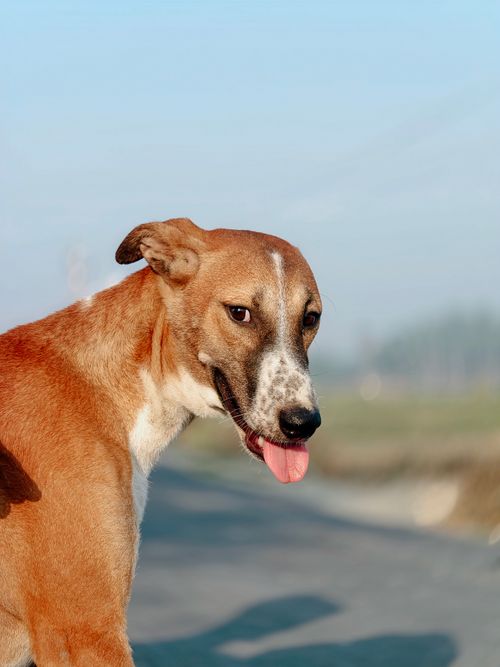 Free Adorable stray dog glancing back while standing on a sunny road. Perfect for animal and nature themes. Stock Photo